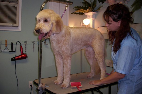 KristaLawson, the groomer and owner of Groomed by Krista, grooming a beautiful Goldendoodlee.