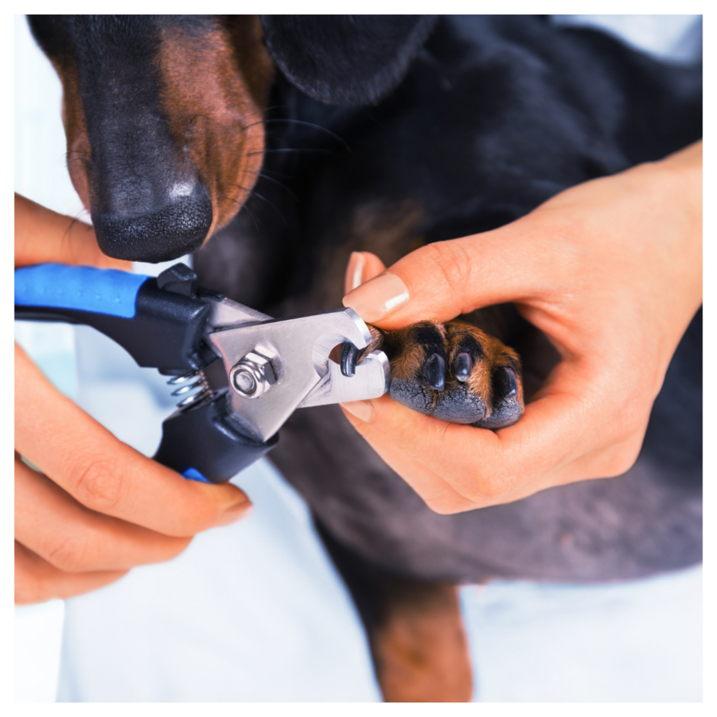 Pawdicure (Nails Only): This grooming service includes a professional nail trimming and grinding to ensure your pet’s nails are smooth, safe, and comfortable.