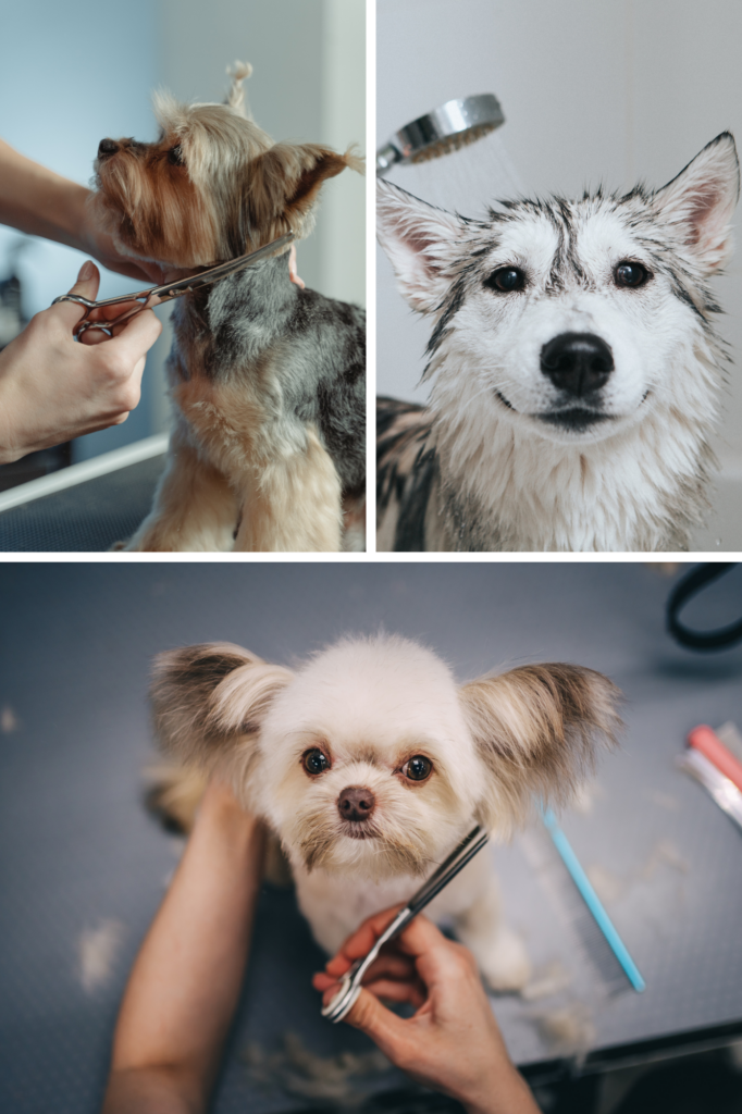 This gallery of images shows a series of adorable pups in various stages of the grooming process at Groomed by Krista in Morganton, GA.