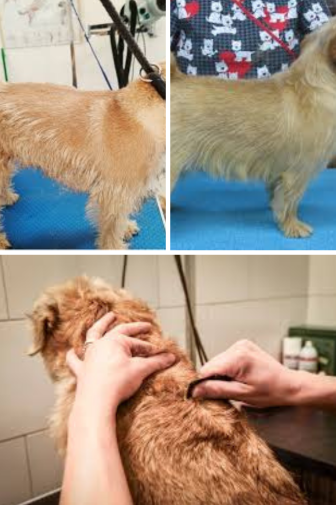 Hand Stripping: For pet parents that want the real deal. Hand stripping is a traditional grooming technique used to maintain the texture and color of wire-haired coats. Instead of clipping the hair, which can soften and dull the coat over time, hand stripping involves gently plucking the dead hairs by hand or with specialized tools. This allows new, healthy hair to grow in naturally—preserving the correct texture, vibrant color, and skin health.