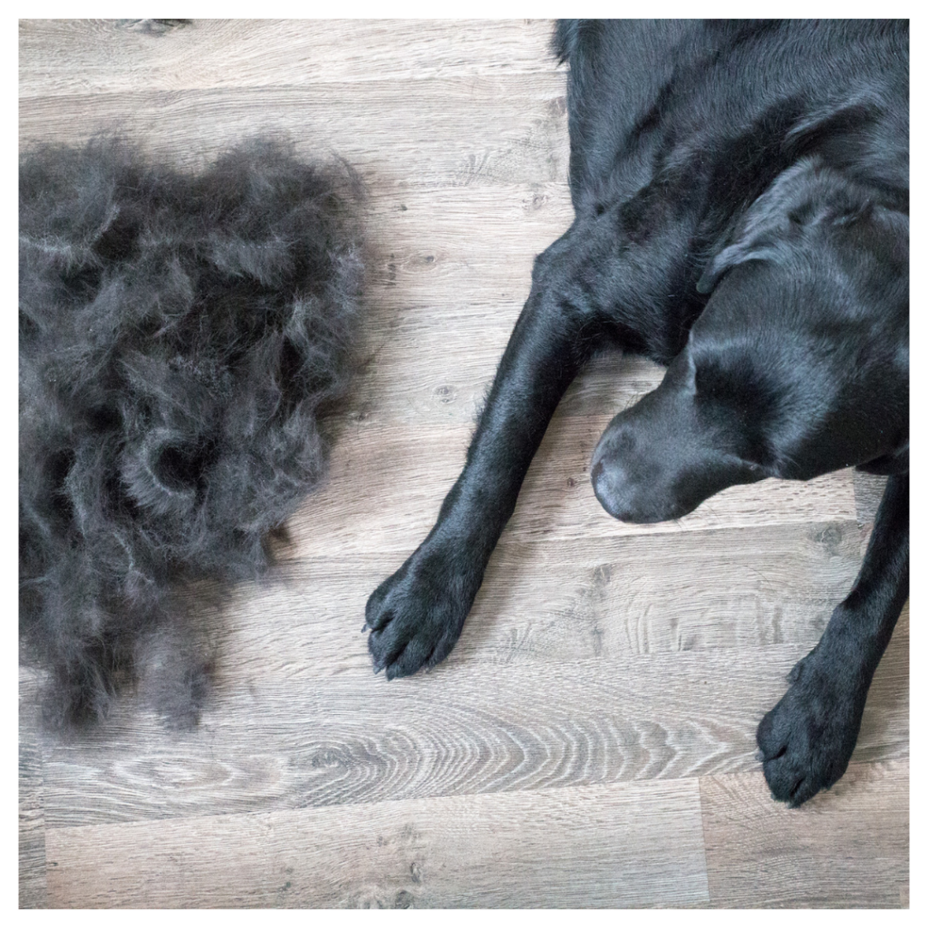 The Shed-Less de-shedding treatment is a multistep grooming service designed to reduce shedding by up to 75% with regular treatments. Offered by groomed by Krista in Morganton, GA.