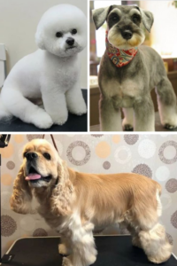 Image showcasing Dog Grooming Style Guide for Pet Parents - Groomed By Krista