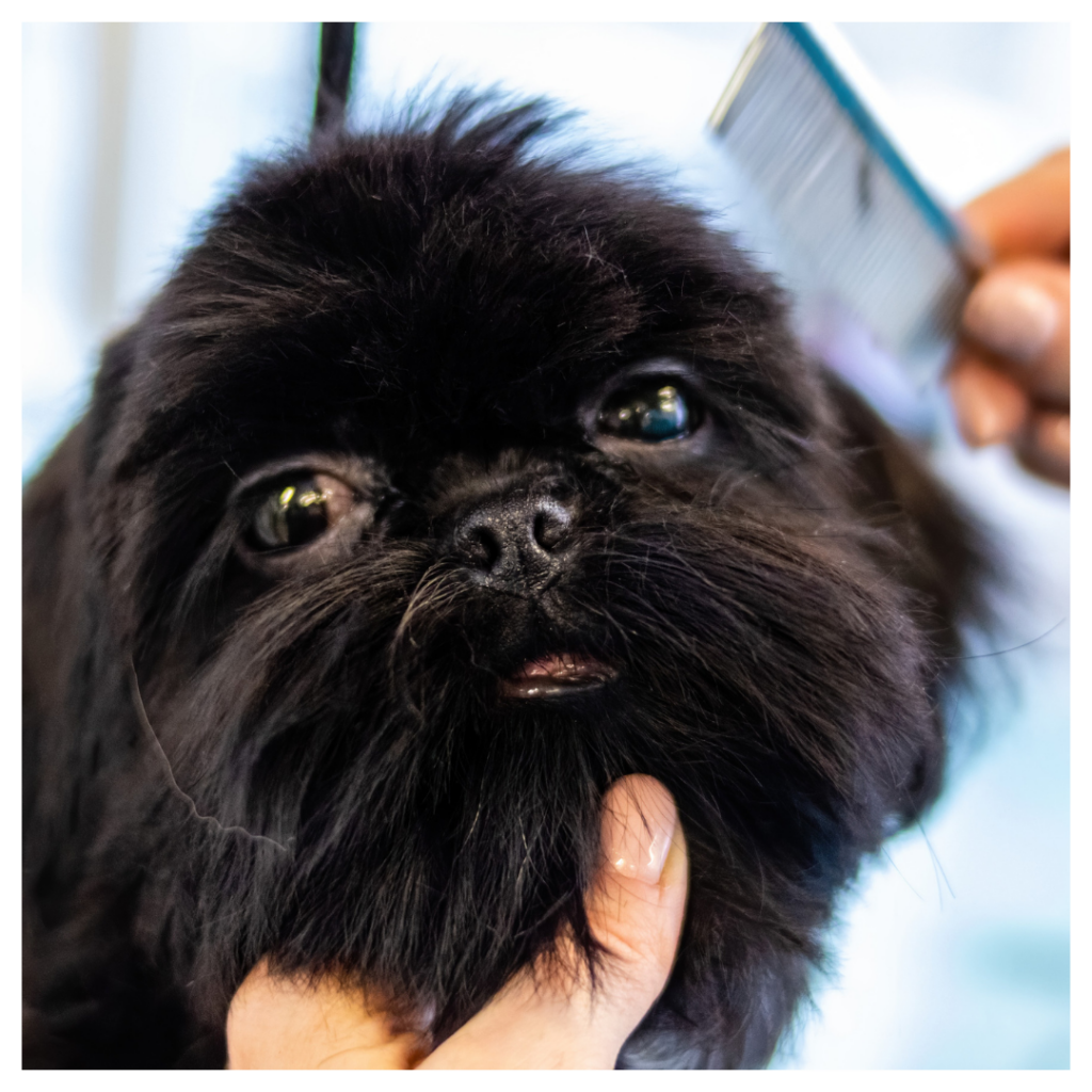 Bath and Tidy Up: Bath + Feet, Face, and Sanitary Trim—No Body Hair Cut. This grooming service is designed for dogs who need a little maintenance between haircuts or for dogs who just need a light trim. Offered by Groomed by Krista in Morganton, GA, just 15 minutes from downtown Blue Ridge.