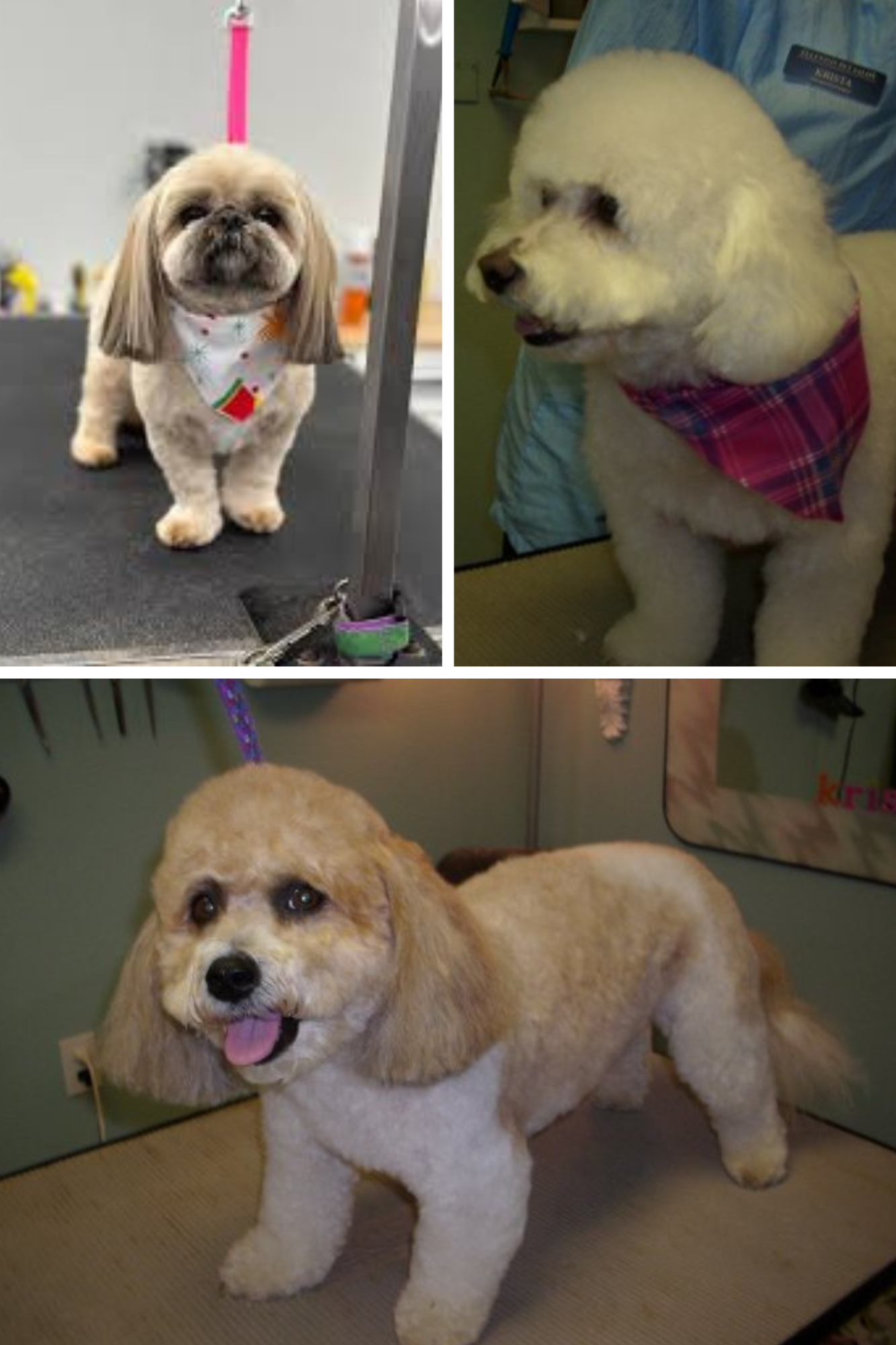 Dog Grooming Styles: Transform Your Pup's Look Today!