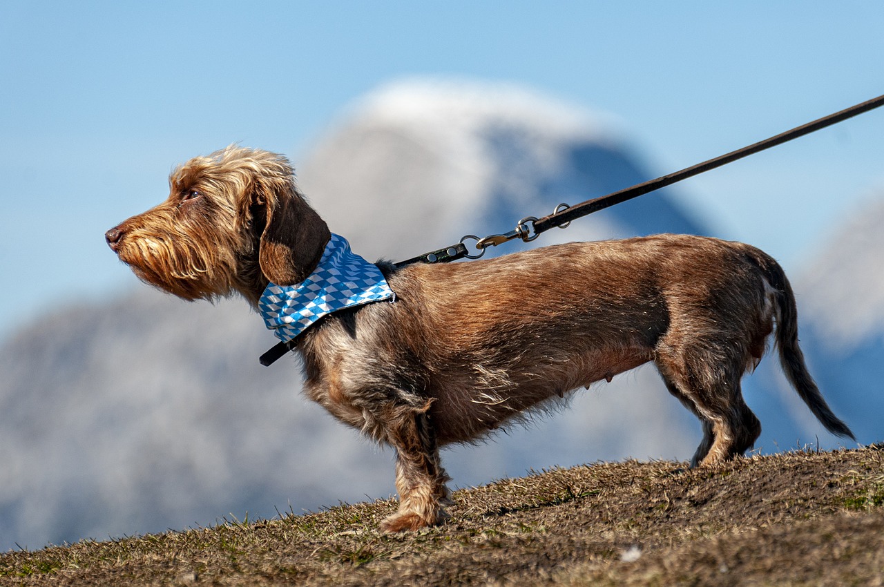 Hiking with Dog in Blue Ridge, GA — Dog Friendly Blue Ridge, GA