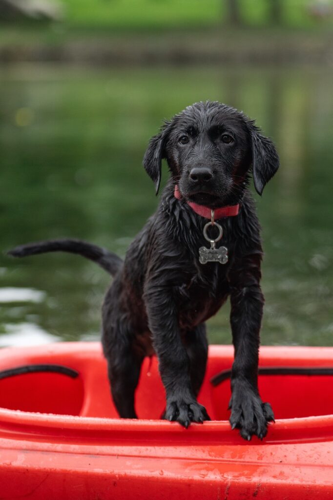 Kayaking on Lake Blue Ridge with your dog